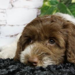 Australian Labradoodles from Seaspray Australian Labradoodles