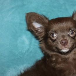 Chihuahua Puppies from HaloHavenChihuahuas