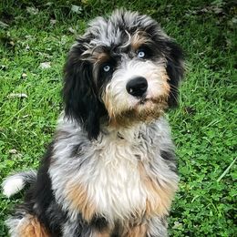 Malibu - Aussiedoodle
