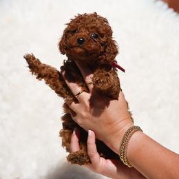 Ginger- Pink Collar - Red  female Poodle puppy in Atlanta, Georgia from Sprinkle Me Puppy