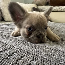 French Bulldog Puppies from Mystical French Bulldogs