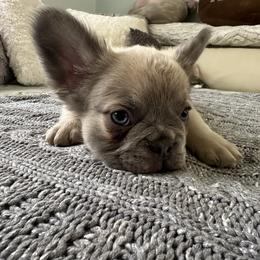 French Bulldog Puppies from Mystical French Bulldogs