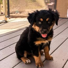Sable - Black tri female Miniature Australian Shepherd puppy in Apache Junction, Arizona from Circle T Mini Aussies