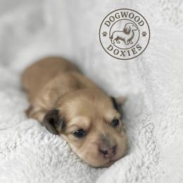 Cherry - Cream female Dachshund puppy in Monroe, North Carolina from Dogwood Doxies