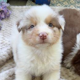 Wave - Red merle male Australian Shepherd puppy in Kearney, Nebraska from Helix Aussies