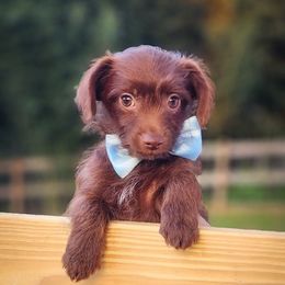 Alaric - Chocolate Yorkipoo puppy in Cleveland, Tennessee from Edgewater Doodles & Designer Pups