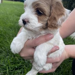 Cavapoo Puppies from Ellas.Pups