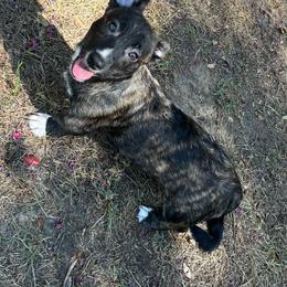 Tahoe - Brindle and white male American Corgi puppy in Hope, Arkansas from Foxy Knoll Farm