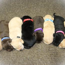 Labrador Retriever Puppies from Prebleridge Acres