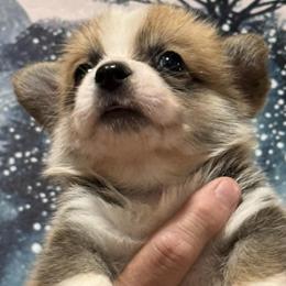 Blake - White and red male Pembroke Welsh Corgi puppy in La Plata, Maryland from Signature Corgis
