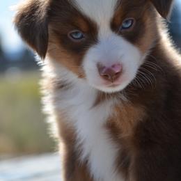 RTM-4 - Red tri-color male Miniature American Shepherd puppy in Baker City, Oregon from Back Country Aussies