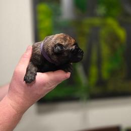 Amata (purple) - Black brindle female Dutch Shepherd puppy in Signal Mountain, Tennessee from Torgun Police Dogs