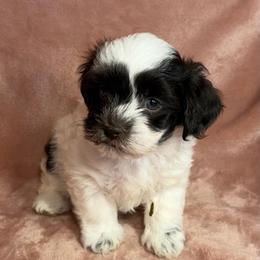 Candy - Chocolate female Havanese puppy in Maryville, Missouri from Dreamworks Havanese