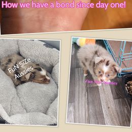 Toy Australian Shepherds from FuN SiZe Aussies