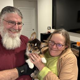 Pembroke Welsh Corgi Puppies from Blue Angel Kennels
