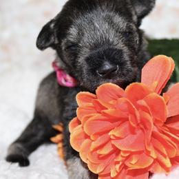 Miniature Schnauzer Puppies from Mystic Miniature Schnauzers
