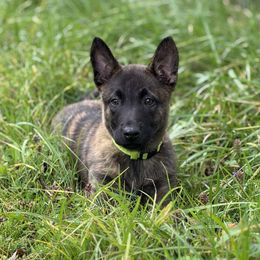 Angie - Gold brindle female Dutch Shepherd puppy in Slippery Rock, Pennsylvania from Pytka Performance K9