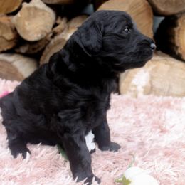 Goldendoodle Puppies from WNC Mountain Doodles