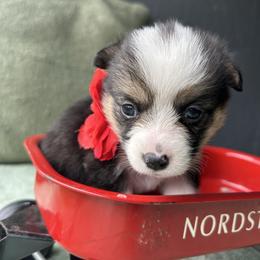 Michael Collins (Mickey) - Black and white female American Corgi puppy in Cocoa, Florida from Cascadian Space Coast Corgis LLC