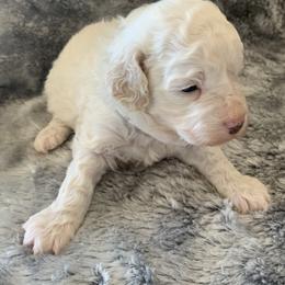 Ziggy - Parti male Goldendoodle puppy in Haddam, Kansas from Golden B Acres
