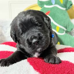 Ghost - Black female Labradoodle puppy in Beecher, Illinois from Erica’s Doodles