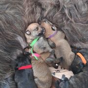 Berger Picard Puppies from Touche Rose