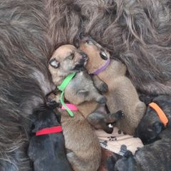 Berger Picard Puppies from Touche Rose