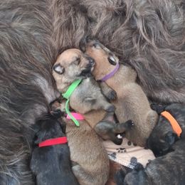 Berger Picard Puppies from Touche Rose