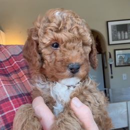 Penny's blue boy - Red  male Goldendoodle puppy in Phelan, California from High Desert Doodles - the original