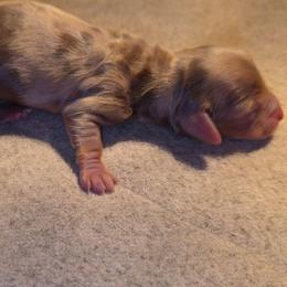 Chocolate dapple boy - Dapple male Dachshund puppy in West Plains, Missouri from Spring Creek Dachshunds