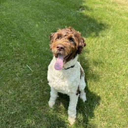 Ivan - Portuguese Water Dog