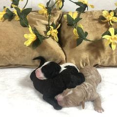 Goldendoodle and Springerdoodle Puppies from Springerdoodles Plus AZ