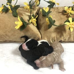 Goldendoodle and Springerdoodle Puppies from Springerdoodles Plus AZ