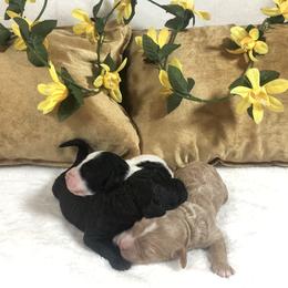Goldendoodle and Springerdoodle Puppies from Springerdoodles Plus AZ