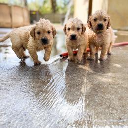 Golden Retriever Puppies from All shades Golden