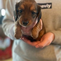 Green - Red Dachshund puppy in Kingston, Illinois from Oak Bridge Farm