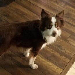 Case - Miniature Australian Shepherd