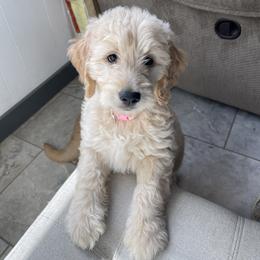 Girl 2 - female Goldendoodle puppy in Sugarcreek, Ohio from True Hearted Doodles