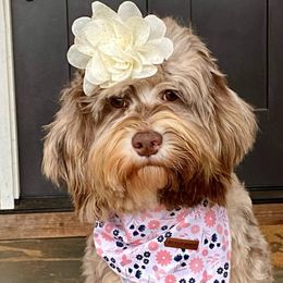 Brida - Bernedoodle