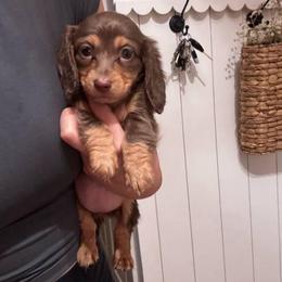 Molly - Chocolate and tan female Dachshund puppy in Moreno Valley, California from rdachshunds