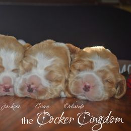 Cockapoo, Cocker Spaniel, and Poodle Puppies from The Cocker Cingdom