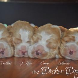 Cockapoo, Cocker Spaniel, and Poodle Puppies from The Cocker Cingdom