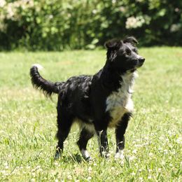 Meadow - Border Collie