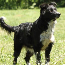 Meadow - Border Collie