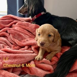 Dachshund Puppies from GretaLo Dachshunds