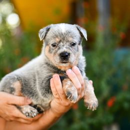 -Girl 1 - Blue female Australian Cattle Dog puppy in Kaufman, Texas from Emberwick Ranch