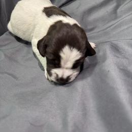 Boy 3 - Brown and gray male Wirehaired Pointing Griffon puppy in Jerome, Idaho from Double R Griffons