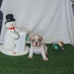 Bandit - White and fawn male French Bulldog puppy in Cañon City, Colorado from Terri Geiser-Gilchrist