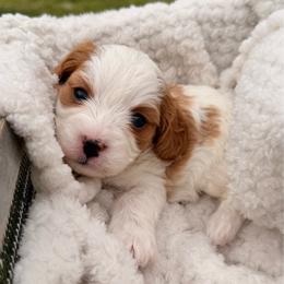 Woody - Blenheim male Cavalier King Charles Spaniel puppy in Las Cruces, New Mexico from Mayflowers Cavalier Spaniels