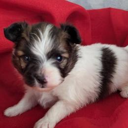 Papillon puppies from Classy Country Papillons